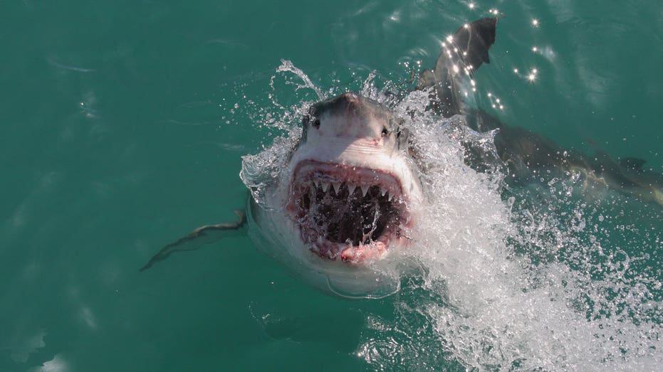 Great white shark sightings rise along Northeast beaches as summer winds down Education NT
